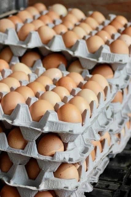 Vând ouă de găină