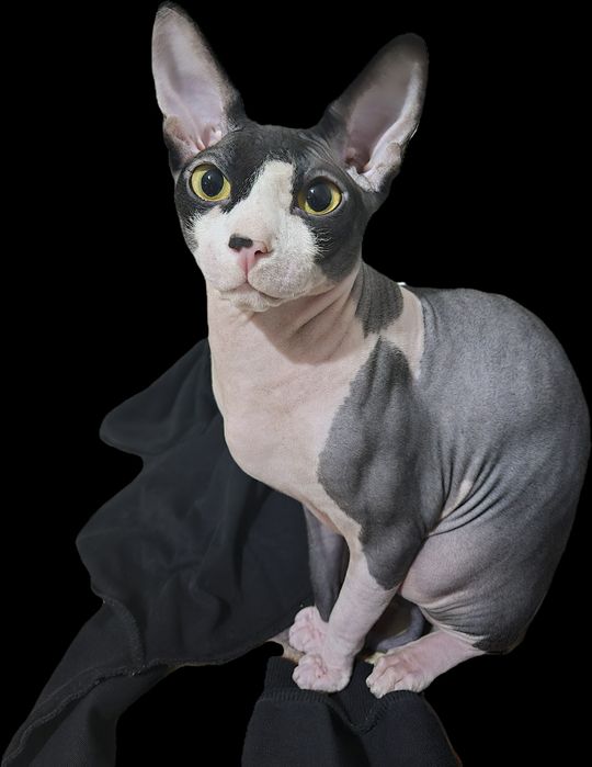 Вязка канадский сфинкс