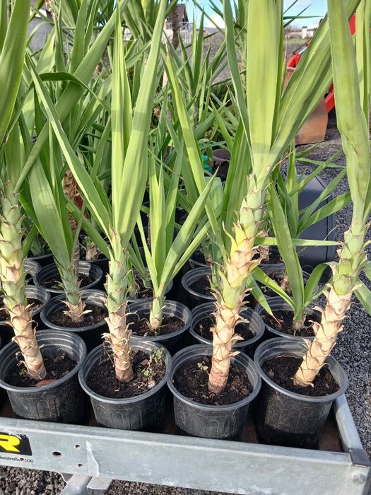 Yucca ieftina ..
