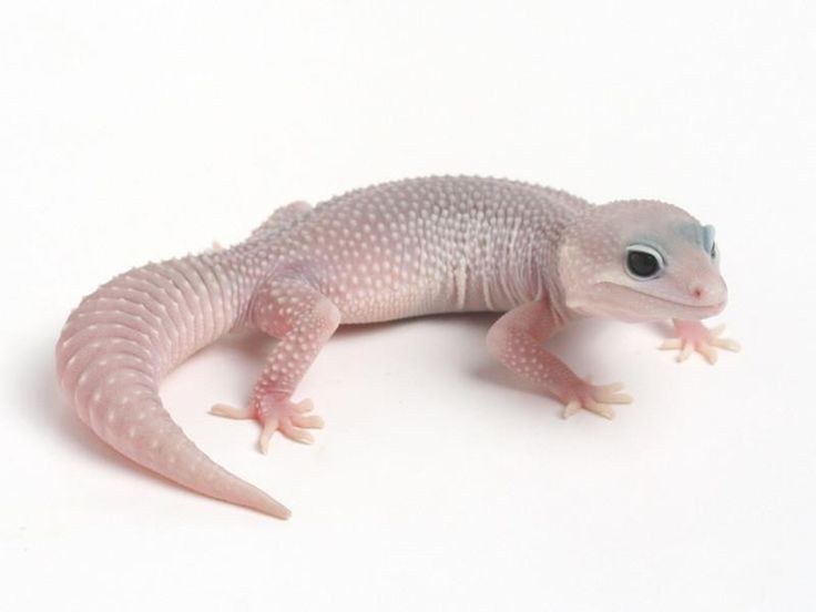 Blazing Blizzard albino (leopard gecko)