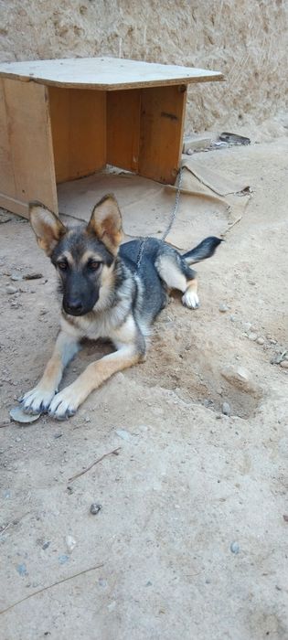 Немецкая овчарка. 6 ойлик.