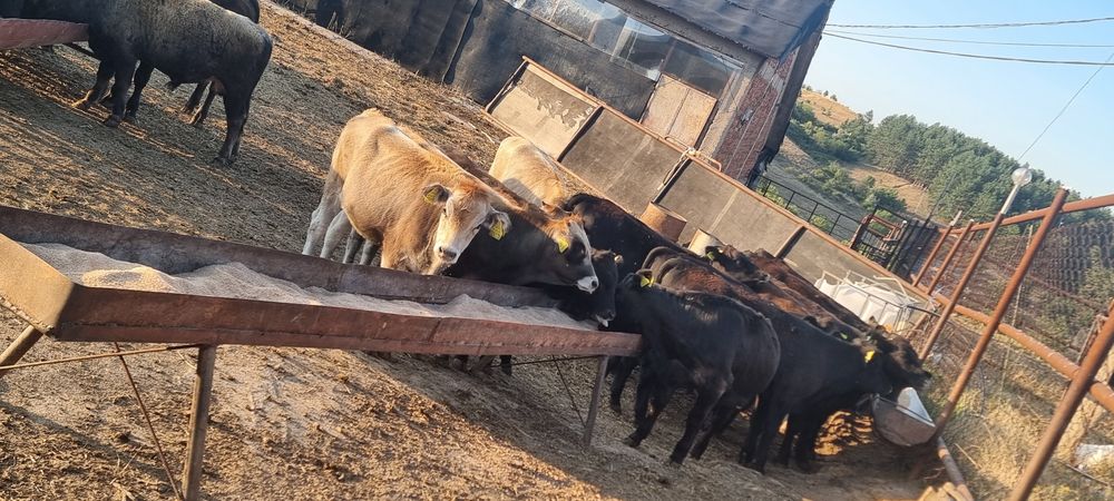 Телета Късорого Родопско