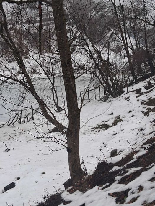 Nucu , diferite dimensiuni