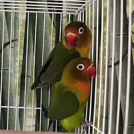 Продам попугаев Неразлучников