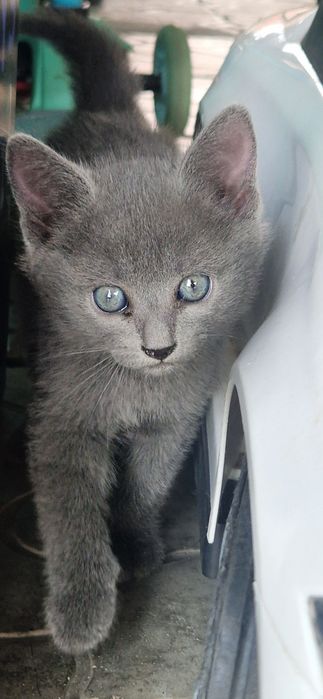 Котята   девочка и мальчик!