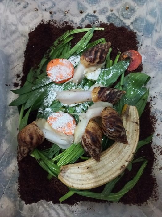 Ulitka sotiladi optom narxda, fulika albinos,Retikulyata albinos kosme