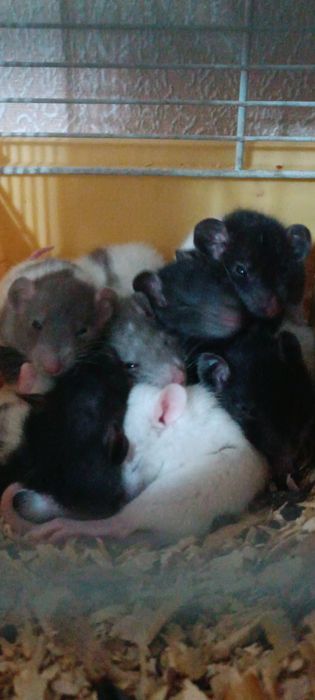 Маленькие крысята