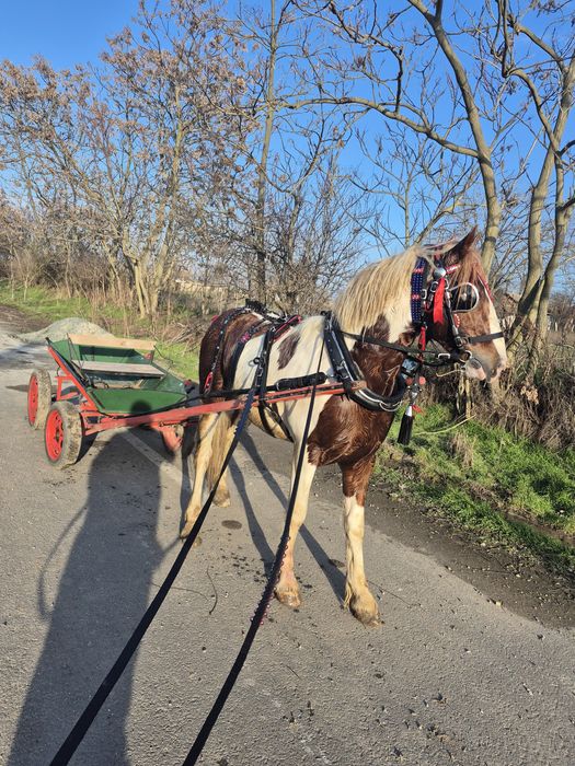 Vand  armasar  pinto perfect pentru echitatie si atelaj