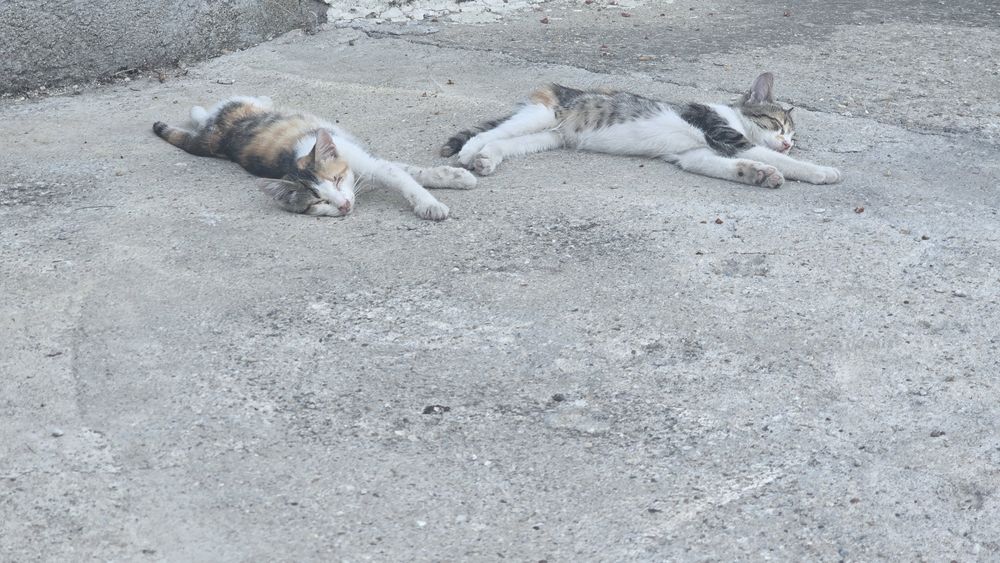 Pisicute frumoase si cuminti pentru adopție