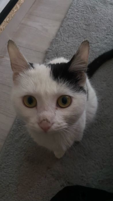 Кот продаётся в хорошие руки