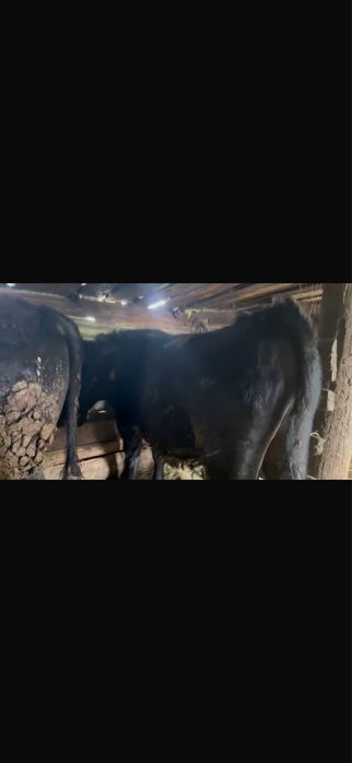 Продам быков 1.5 годовалых откорм