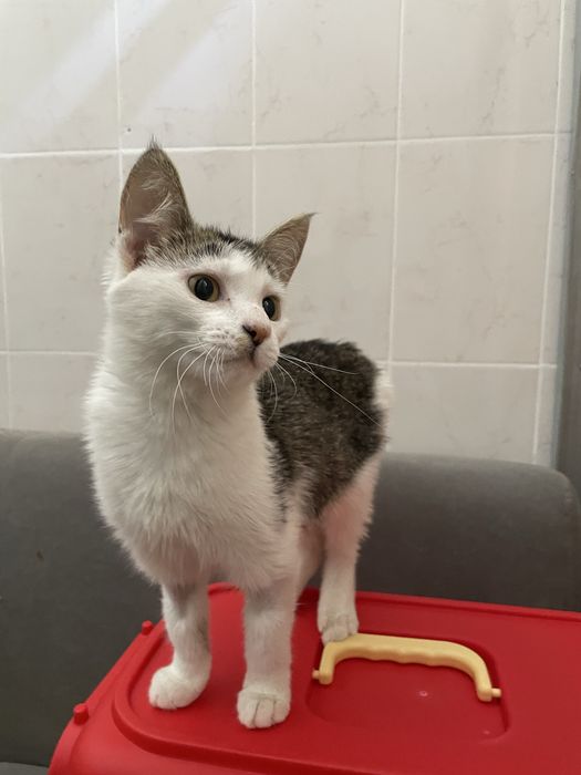 Астана! Котенок 6 месяцев, девочка