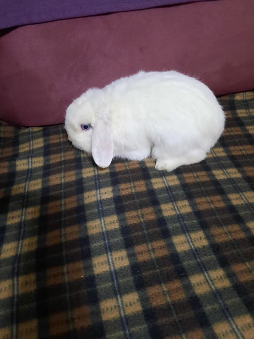 Кролики декоративные . Белые.