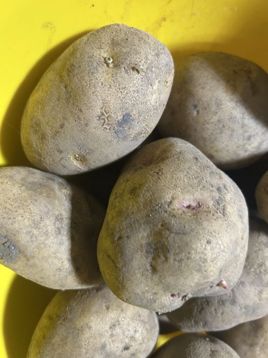 Продаеться дачный картофель