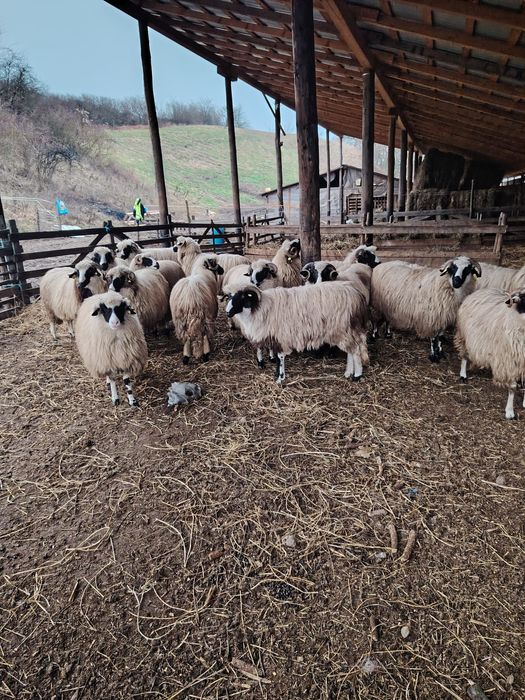 Oi de vânzare 14 Miori și un Berbec