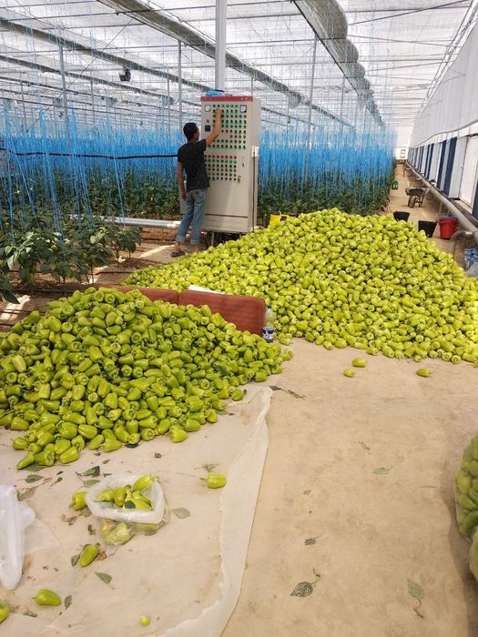 Продаётся теплица