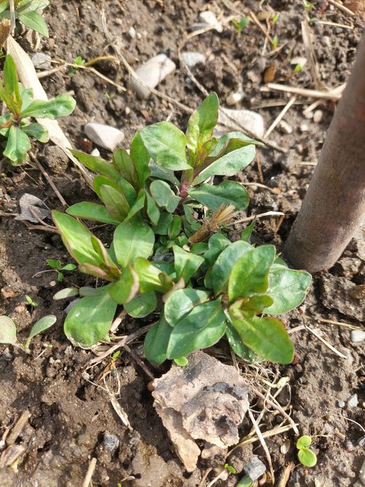 Флокс многолетник