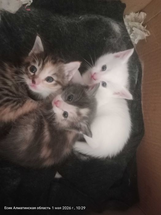 Очень красивые котята