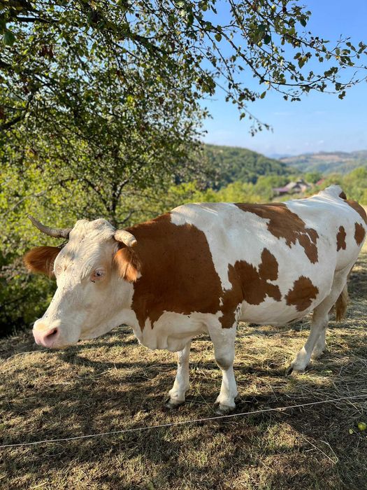 Vand vaca gestanta si juninca