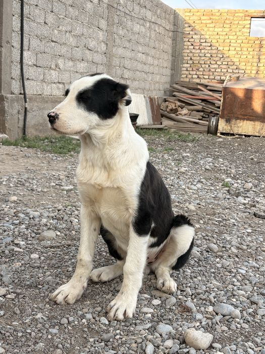 Алабай 3 айлык дені сау