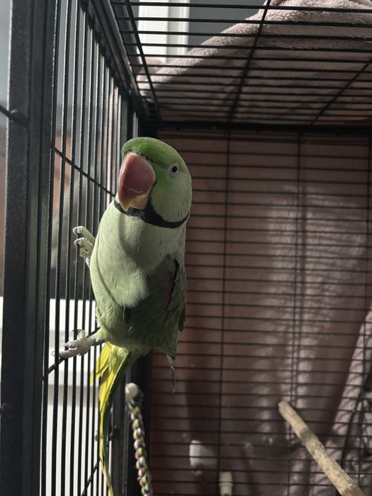 Papagal marele alexandru