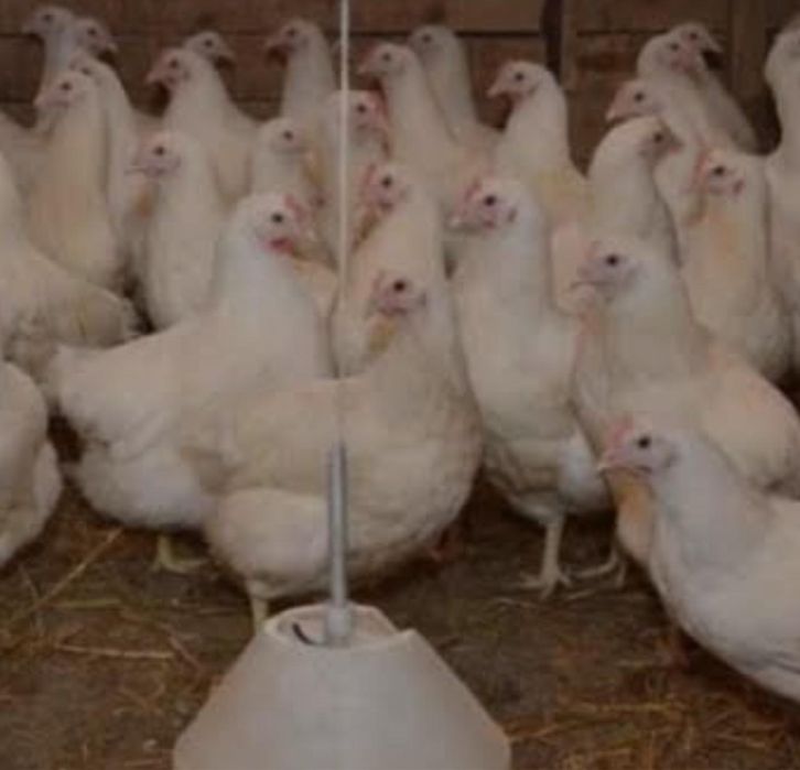 Куры несушки породы леггорн молодка