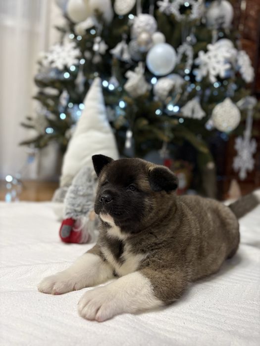 Catei American akita