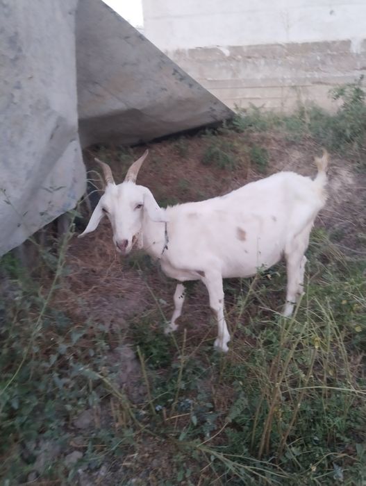 Продам коза с козлёнком и коза одну