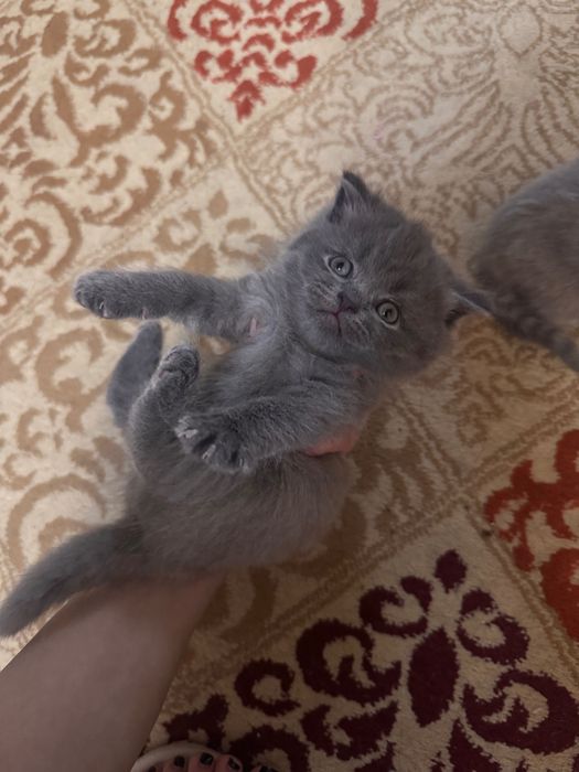 Вислоухие котята