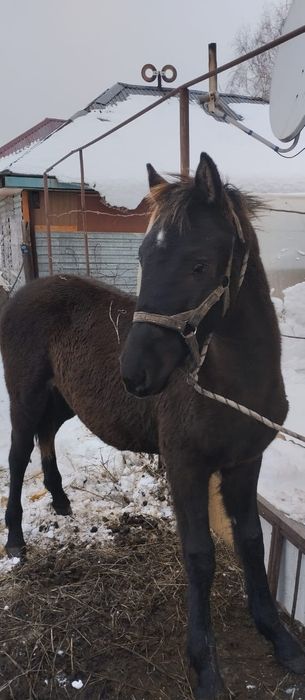 Продам жеребчики, жирные хорошие можно на мясо