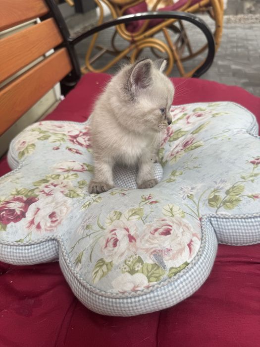 Отдам кошку бесплатно