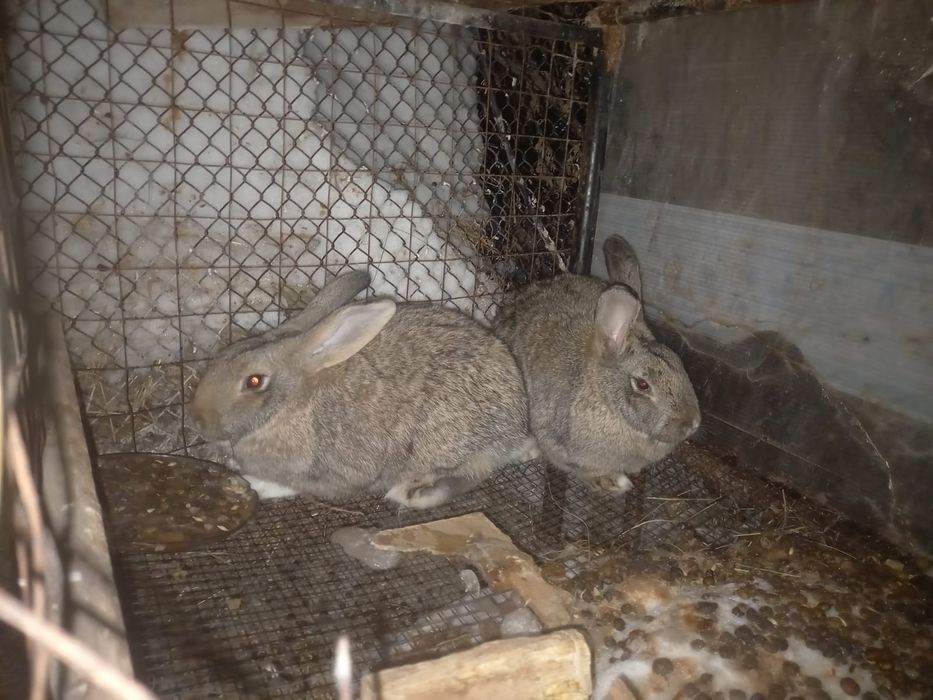 Продам кроликов разного возраста