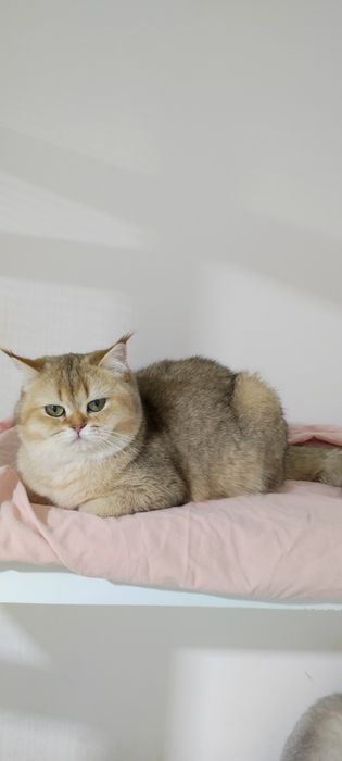 Британская кошечка 9 мес