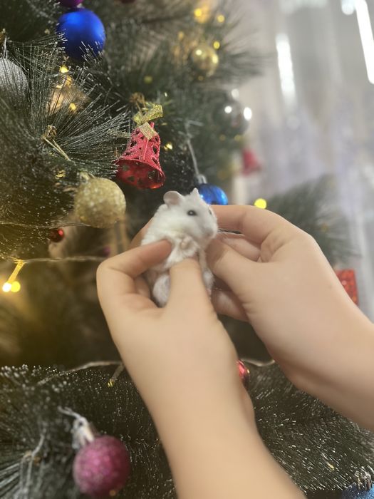 Продам хомяков джунгарских ручных