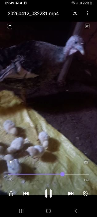 Яхши зот дакан  жожалар  индук  енаси билан сотилади оптим 14 та жожа