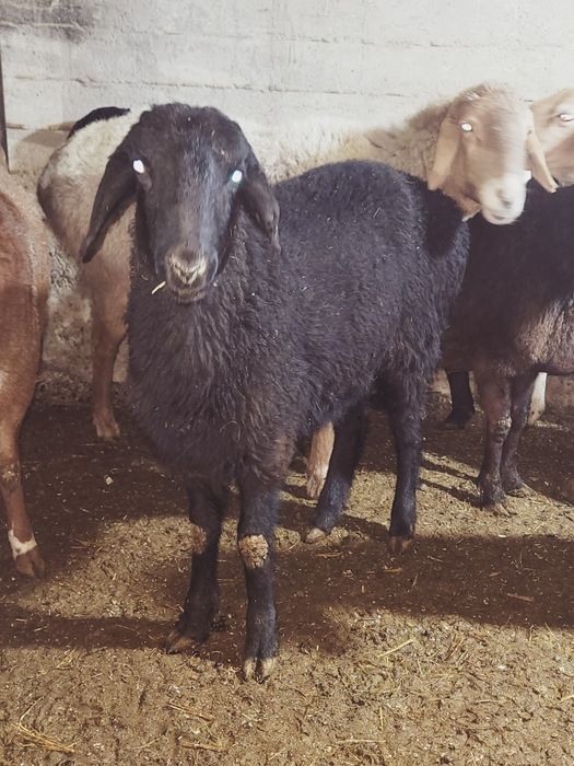 Sovluq qòylar sotiladi