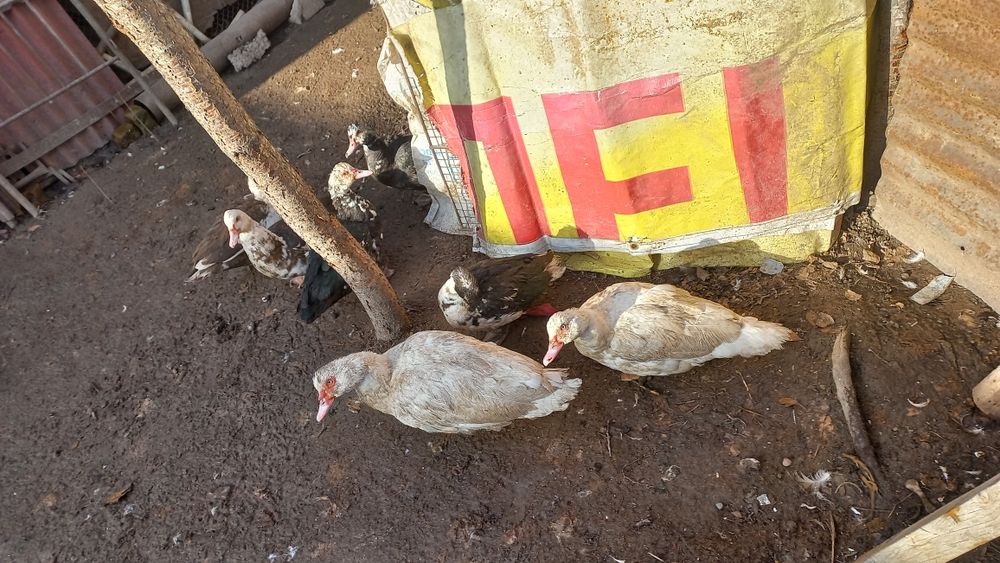 Срочно. Продам Индаутка