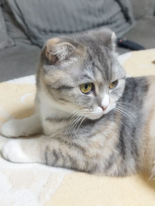 Продам кошку шотладская