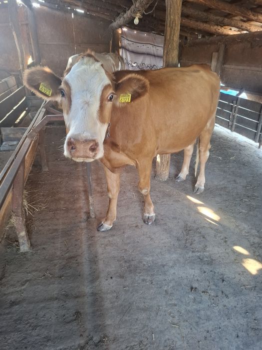 Vând vaca prima fatare