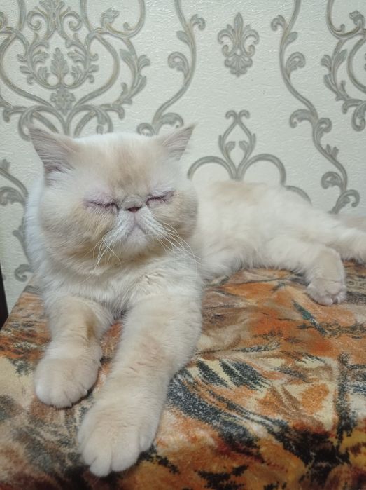 Кот на Вязку перс.