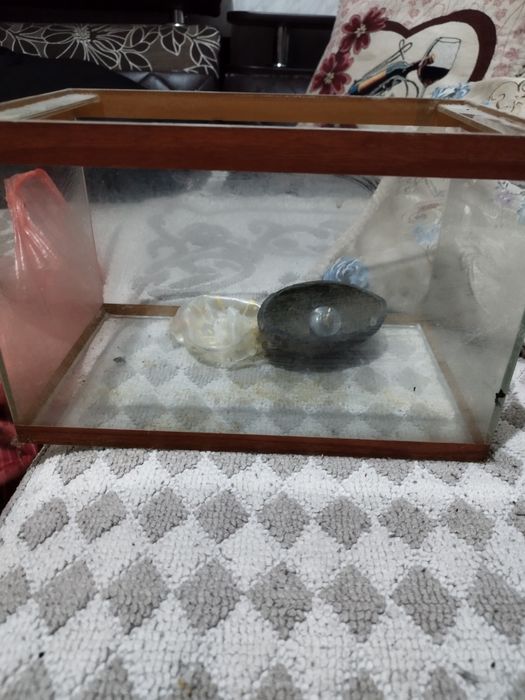 Аквариуму разные