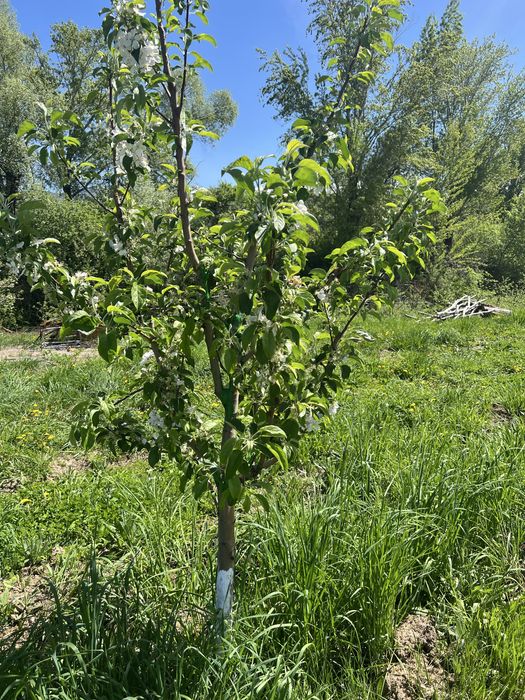 Продам яблоневый сад