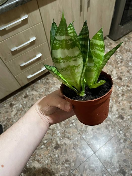 Продаю цветы сансевьера