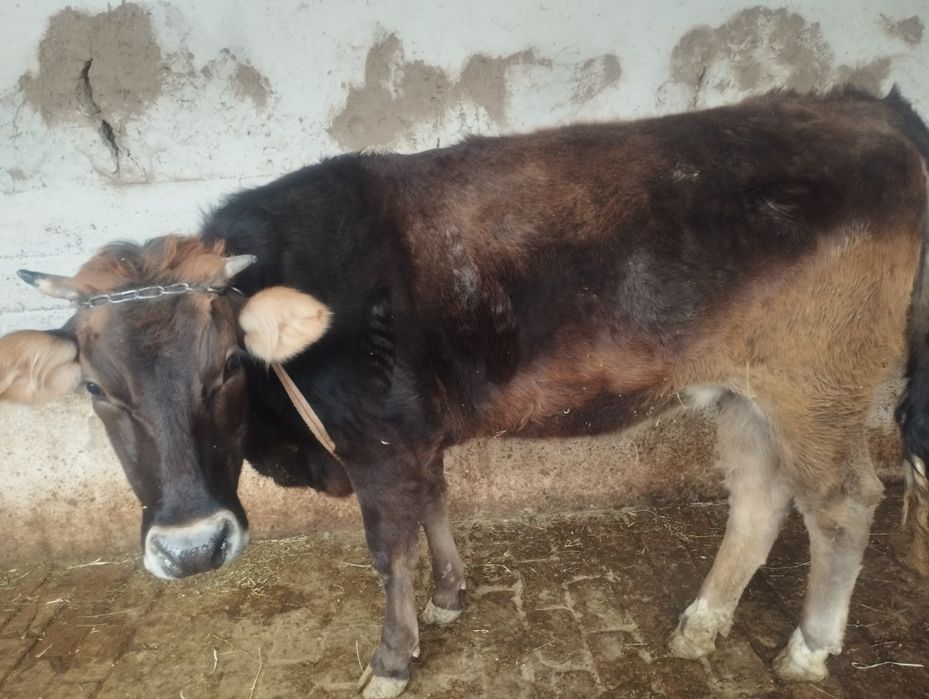 Иккита мол сотилади