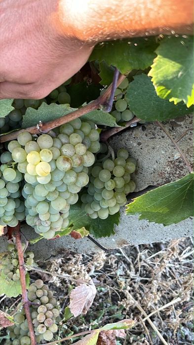 Struguri pentru vin