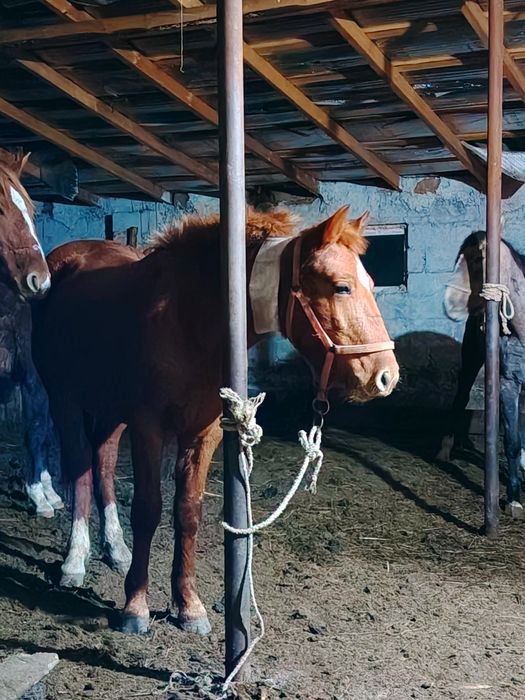 Жеребёнок обученый