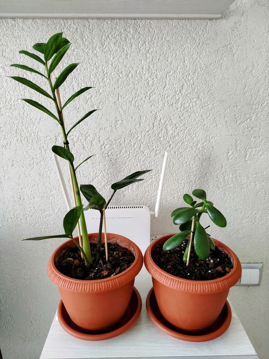 Комнатные растения.