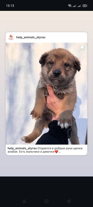 Щенки помесь Алабая в добрые руки