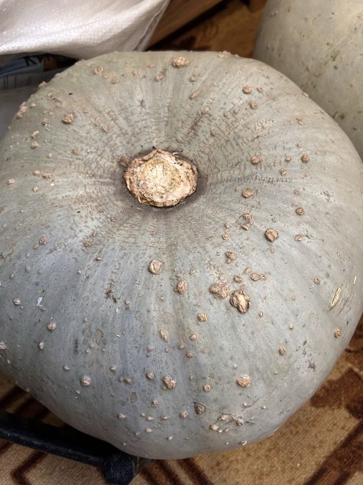 Продам тыкву дачную