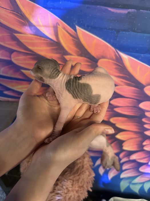 Котята свинкс велюр